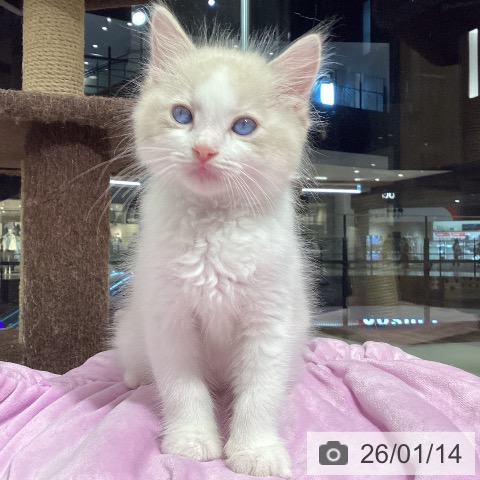 石川県のラグドール (ペットプラス 白山店/2025年11月13日生まれ/男の子/ブルーポイントバイカラー)の子猫の3枚目の画像