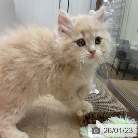 愛知県のサイベリアン (ペットプラス 岡崎店/2025年11月13日生まれ/男の子/クリームタビー)の子猫の3枚目の画像