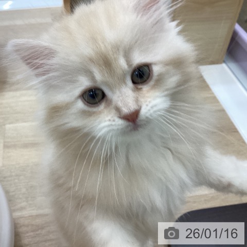 愛知県のサイベリアン (ペットプラス みなと店/2025年11月13日生まれ/男の子/クリームタビー)の子猫の4枚目の画像