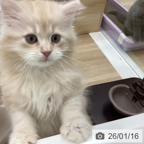 愛知県のサイベリアン (ペットプラス みなと店/2025年11月13日生まれ/男の子/クリームタビー)の子猫の3枚目の画像