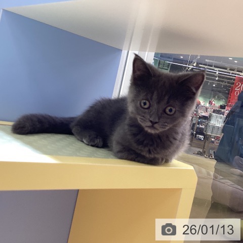 愛知県のマンチカン (ペットプラス mozoワンダーシティ店/2025年11月1日生まれ/女の子/ブルー)の子猫の4枚目の画像