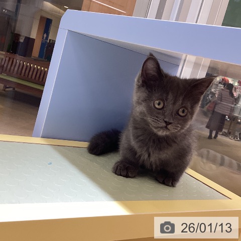 愛知県のマンチカン (ペットプラス mozoワンダーシティ店/2025年11月1日生まれ/女の子/ブルー)の子猫の3枚目の画像