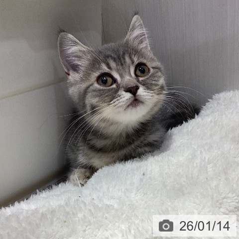 岐阜県のマンチカン (ペットプラス 各務原店/2025年11月1日生まれ/女の子/ブルータビー)の子猫の4枚目の画像