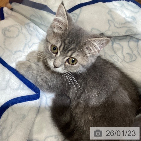 岐阜県のマンチカン (ペットプラス 各務原店/2025年11月1日生まれ/女の子/ブルータビー)の子猫の4枚目の画像