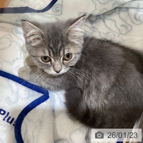 岐阜県のマンチカン (ペットプラス 各務原店/2025年11月1日生まれ/女の子/ブルータビー)の子猫の3枚目の画像