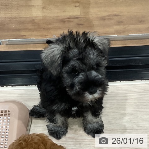 埼玉県のミニチュアシュナウザー (ペッツワン 新座店/2025年11月14日生まれ/男の子/ソルトペッパー)の子犬の4枚目の画像