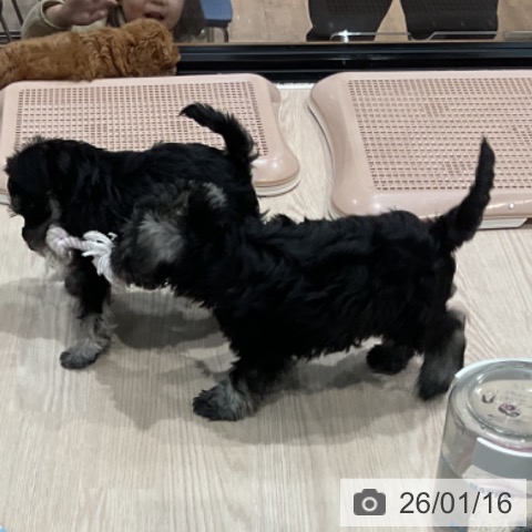 埼玉県のミニチュアシュナウザー (ペッツワン 新座店/2025年11月14日生まれ/男の子/ソルトペッパー)の子犬の3枚目の画像