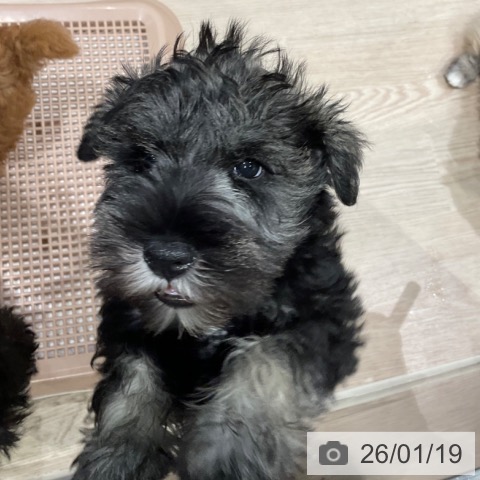 ミニチュア・シュナウザーの写真