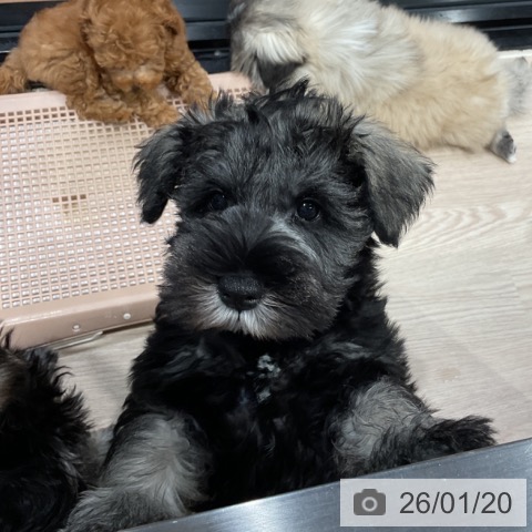 埼玉県のミニチュアシュナウザー (ペッツワン 新座店/2025年11月14日生まれ/男の子/ソルトペッパー)の子犬の4枚目の画像