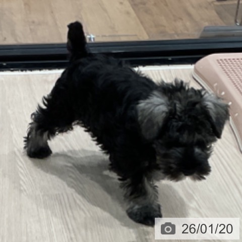 埼玉県のミニチュアシュナウザー (ペッツワン 新座店/2025年11月14日生まれ/男の子/ソルトペッパー)の子犬の3枚目の画像