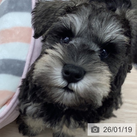 ミニチュア・シュナウザーの写真