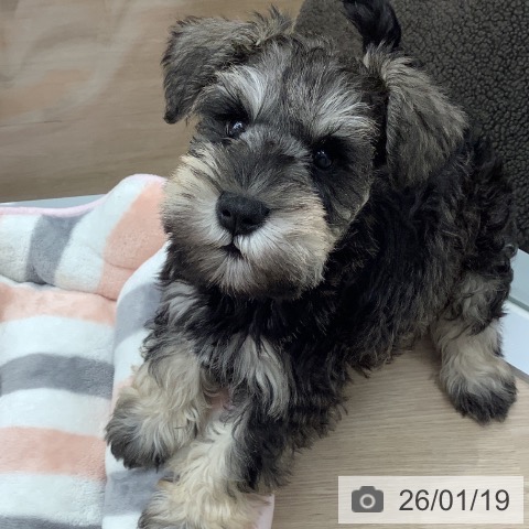 ミニチュア・シュナウザーの写真