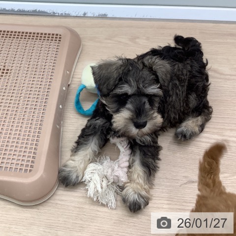 ミニチュア・シュナウザーの写真