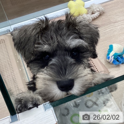 ミニチュア・シュナウザーの写真