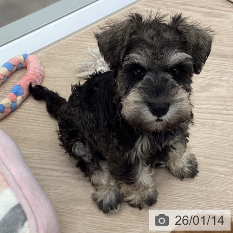 埼玉県のミニチュアシュナウザー (ペットプラス 川口店/2025年11月14日生まれ/男の子/ソルトペッパー)の子犬の4枚目の画像