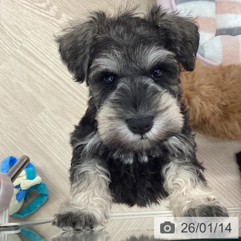 埼玉県のミニチュアシュナウザー (ペットプラス 川口店/2025年11月14日生まれ/男の子/ソルトペッパー)の子犬の3枚目の画像