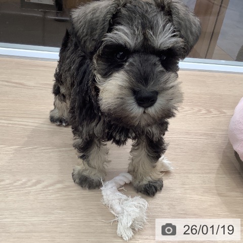 埼玉県のミニチュアシュナウザー (ペットプラス 川口店/2025年11月14日生まれ/男の子/ソルトペッパー)の子犬の4枚目の画像