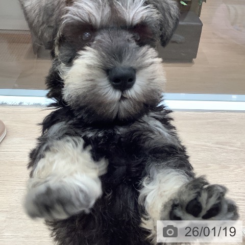 埼玉県のミニチュアシュナウザー (ペットプラス 川口店/2025年11月14日生まれ/男の子/ソルトペッパー)の子犬の3枚目の画像