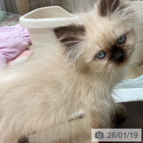 三重県のヒマラヤン (ペットプラス 鈴鹿店/2025年10月29日生まれ/女の子/シールポイント)の子猫の4枚目の画像