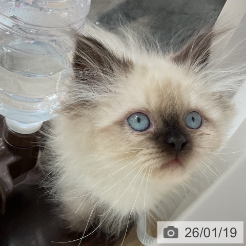 三重県のヒマラヤン (ペットプラス 鈴鹿店/2025年10月29日生まれ/女の子/シールポイント)の子猫の3枚目の画像