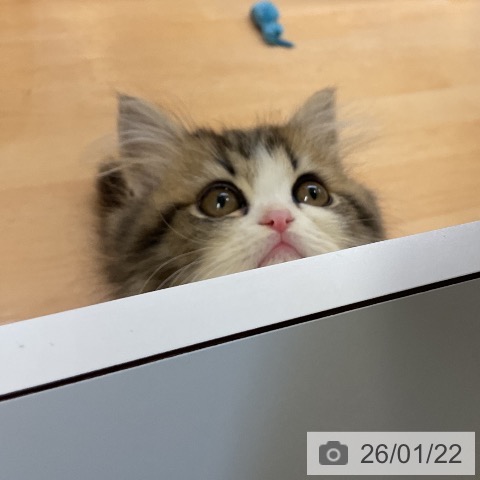 ペルシャの写真