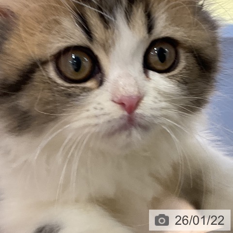 ペルシャの写真