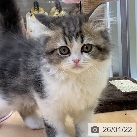 ペルシャの写真