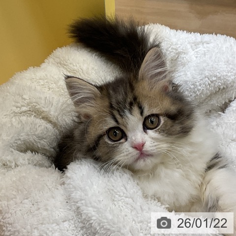 ペルシャの写真