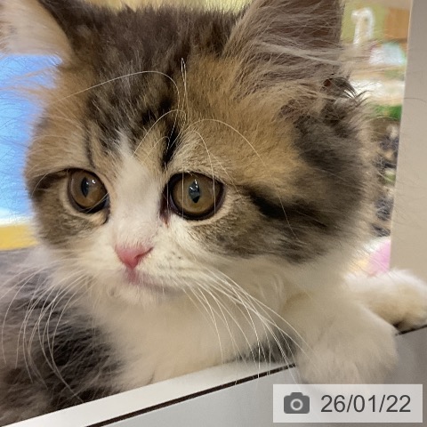 ペルシャの写真