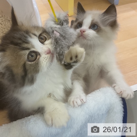 ペルシャの写真