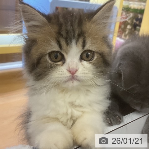 愛知県のペルシャ (ペットプラス mozoワンダーシティ店/2025年11月1日生まれ/男の子/ブラウンタビーホワイト)の子猫の4枚目の画像