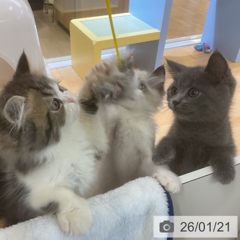 愛知県のペルシャ (ペットプラス mozoワンダーシティ店/2025年11月1日生まれ/男の子/ブラウンタビーホワイト)の子猫の3枚目の画像