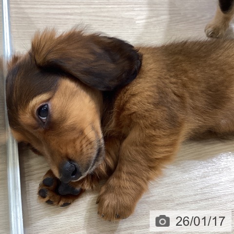 富山県のミニチュアダックスフンド(ロング) (ペットプラス 高岡店/2025年11月12日生まれ/男の子/レッド)の子犬の3枚目の画像