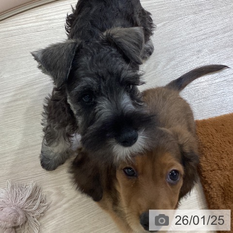 富山県のミニチュアダックスフンド(ロング) (ペットプラス 高岡店/2025年11月12日生まれ/男の子/レッド)の子犬の4枚目の画像