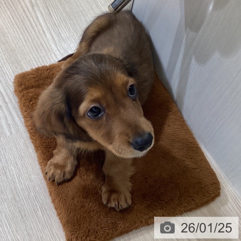 富山県のミニチュアダックスフンド(ロング) (ペットプラス 高岡店/2025年11月12日生まれ/男の子/レッド)の子犬の3枚目の画像