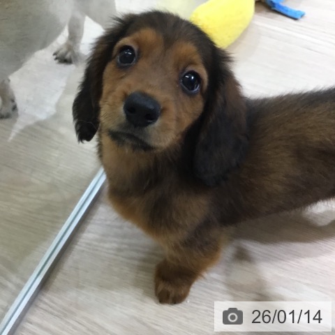 石川県のミニチュアダックスフンド(ロング) (ペットプラス かほく店/2025年11月12日生まれ/男の子/レッド)の子犬の4枚目の画像