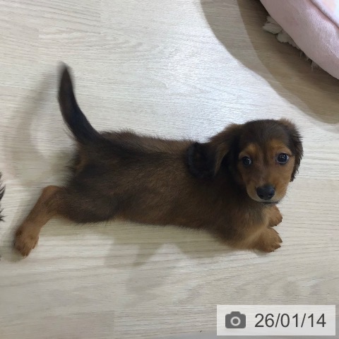 石川県のミニチュアダックスフンド(ロング) (ペットプラス かほく店/2025年11月12日生まれ/男の子/レッド)の子犬の3枚目の画像