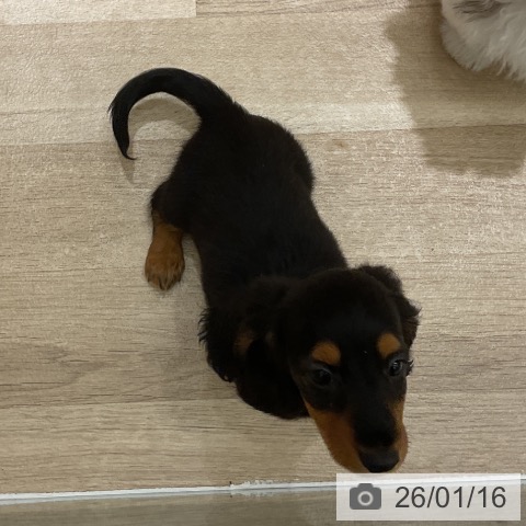 愛知県のミニチュアダックスフンド(ロング) (ペットプラス イオンモール豊川店/2025年11月12日生まれ/男の子/ブラックタン)の子犬の3枚目の画像