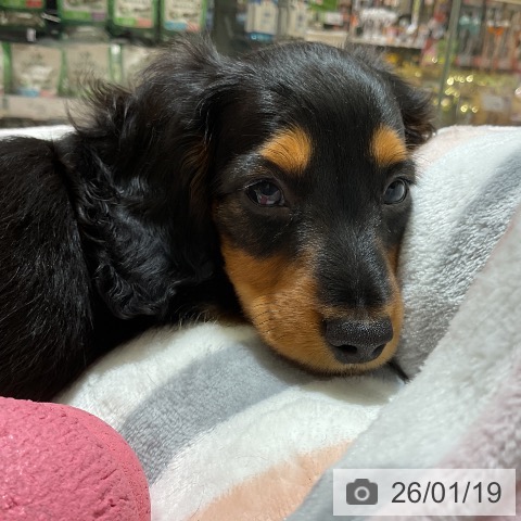 愛知県のミニチュアダックスフンド(ロング) (ペットプラス イオンモール豊川店/2025年11月12日生まれ/男の子/ブラックタン)の子犬の4枚目の画像
