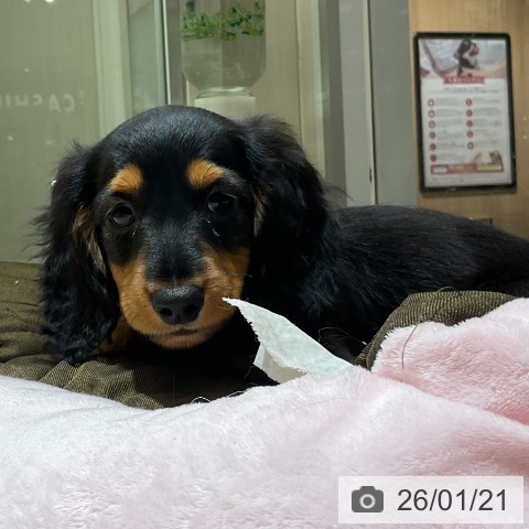 愛知県のミニチュアダックスフンド(ロング) (ペットプラス イオンモール豊川店/2025年11月12日生まれ/男の子/ブラックタン)の子犬の3枚目の画像