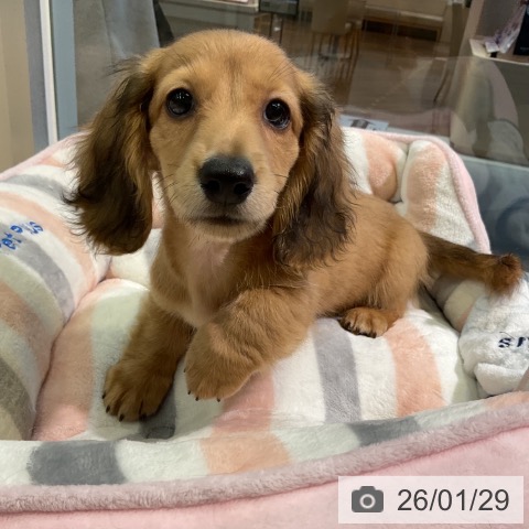 愛知県のミニチュアダックスフンド(ロング) (ペットプラス 岡崎店/2025年11月12日生まれ/男の子/シェーデットイエロー)の子犬の3枚目の画像