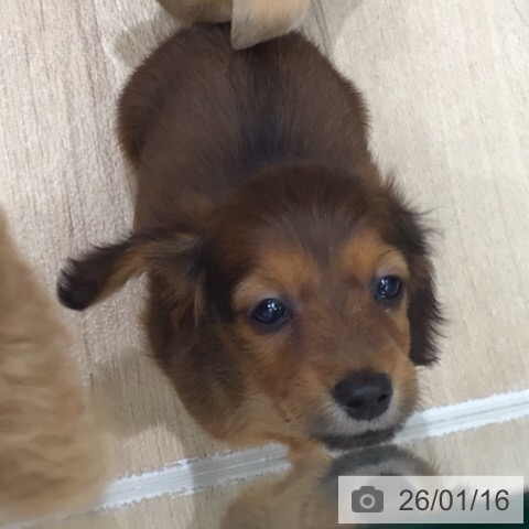 岐阜県のミニチュアダックスフンド(ロング) (ペットプラス 各務原店/2025年11月12日生まれ/女の子/レッド)の子犬の4枚目の画像