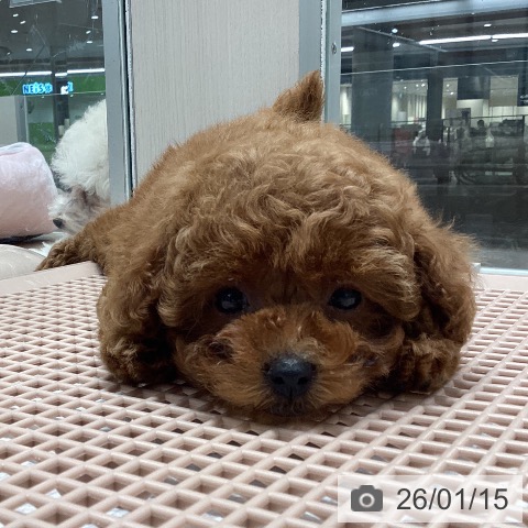 石川県のトイプードル(トイ) (ペットプラス 白山店/2025年11月12日生まれ/女の子/レッド)の子犬の4枚目の画像