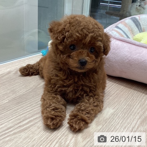 石川県のトイプードル(トイ) (ペットプラス 白山店/2025年11月12日生まれ/女の子/レッド)の子犬の3枚目の画像