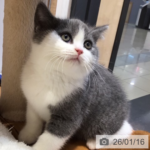 岐阜県のブリティッシュショートヘアー (ペットプラス 各務原店/2025年11月12日生まれ/男の子/ブルーホワイト)の子猫の3枚目の画像