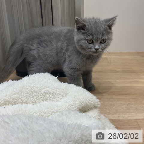 ブリティッシュショートヘアの写真