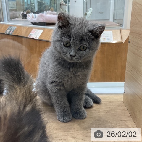 ブリティッシュショートヘアの写真