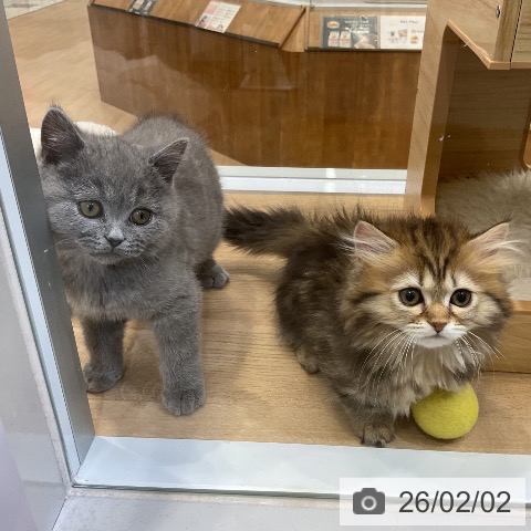 ブリティッシュショートヘアの写真