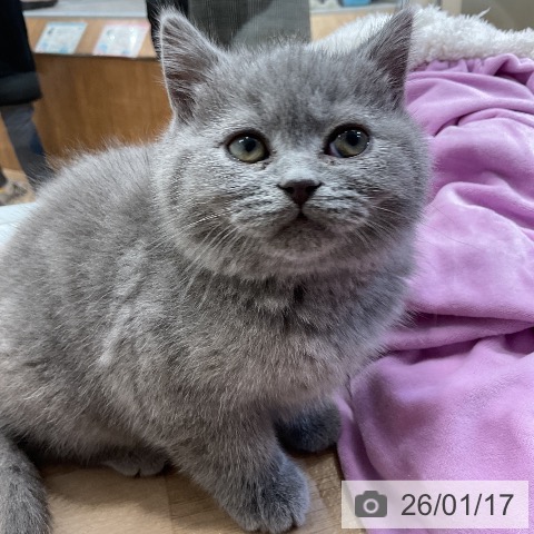 愛知県のブリティッシュショートヘアー (ペットプラス ナゴヤドーム前店/2025年11月12日生まれ/男の子/ブルー)の子猫の4枚目の画像