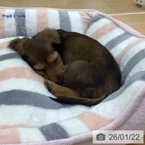 愛知県のミニチュアダックスフンド(ロング) (ペットプラス 三好店/2025年11月16日生まれ/男の子/シェーデットレッド)の子犬の4枚目の画像